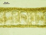 Dictyota spiralis7